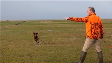Keine Chance für Wiesenbrüter in Rintzeln: Oberdeichgräfe Günter Veldmann und sein Irish Setter Cooper demonstrieren, wie die Vergrämung der Vögel aussehen soll.
