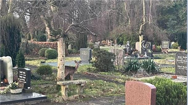 Friedhof Langen: So sollen die gefräßigen Rehe ferngehalten werden Keine Seltenheit: Rehe auf dem Langener Friedhof. Die Tiere taten sich bislang immer wieder gütlich an den Blumen und Gestecken auf den Gräbern.