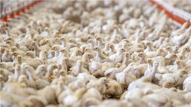 2.500 Hühner sterben bei Verkehrsunfall in Cloppenburg Keines der Hühner überlebte den Verkehrsunfall in Cloppenburg. (Symbolbild)