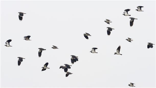 Kiebitze sind auf vielen Wiesen und Weiden verloren gegangen. Auf der Luneplate ohne intensive Landwirtschaft brüten inzwischen wieder rund 100 Brutpaare. Jetzt im Winter sind Kiebitzschwärme aus dem Norden hier zu Gast.