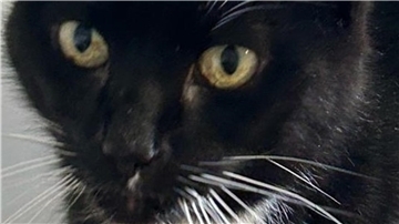 Kimba wartet im Tierasyl Wittstedt auf ein ruhiges Zuhause mit viel Zuwendung.