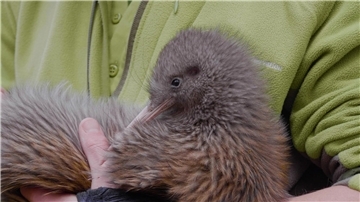 Kiwis sind die kleinsten Laufvögel der Welt und kommen nur in Neuseeland vor.