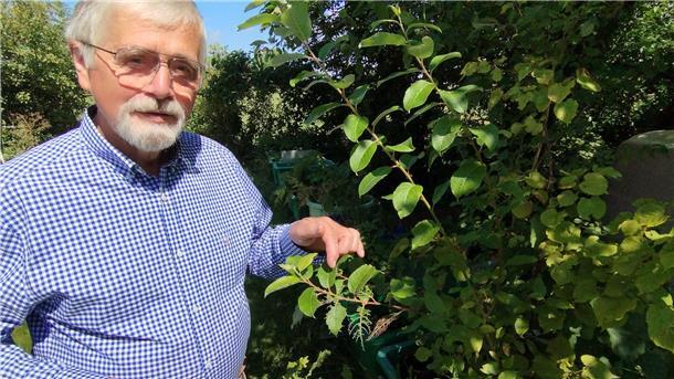 Klaus Müller betrachtet Larven von Blattwespenraupen. 