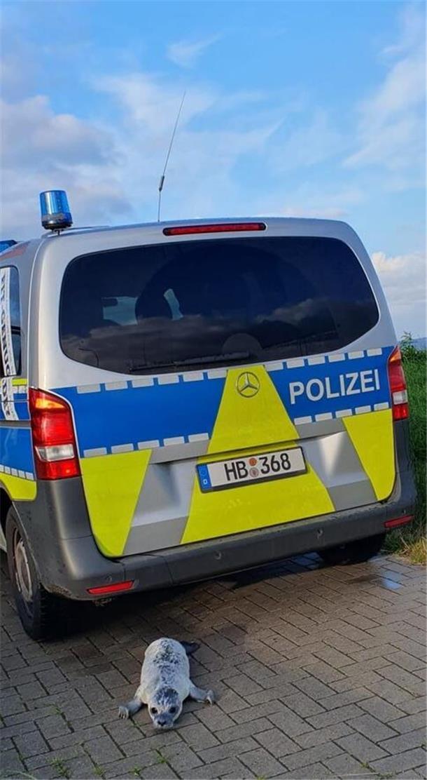 Einsatz vor genau einem Jahr: Polizisten retten süßes Seehundbaby „Fussel“ Kleiner Seehund, großes Auto: Ob auch Robbenkinder gern mal im Polizeiauto fahren wollen?