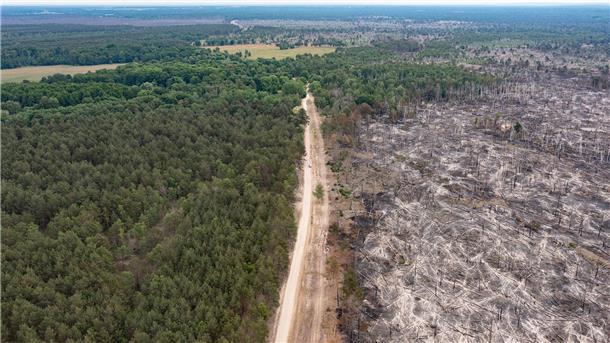 Waldbrand bei Jüterbog: „Wir lassen es kontrolliert brennen“ Knapp eine Woche nach Ausbruch des Waldbrandes auf dem ehemaligen Truppenübungsplatz bei Jüterbog südlich von Berlin breitet sich das Feuer noch mäßig aus.