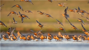 Knutts im Anflug auf das Wattenmeer