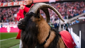Kölns Maskottchen Hennes IX. ist Kult.