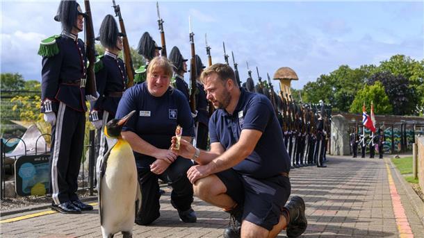 Königspinguin Sir Nils Olav erhält seine Auszeichnung von den Mitarbeitern des Edinburgher Zoos.