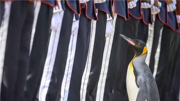 Königspinguin Sir Nils Olav inspiziert eine Ehrengarde bei seiner Beförderung in seinen neuen Rang.