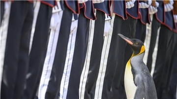 Königspinguin Sir Nils Olav inspiziert eine Ehrengarde bei seiner Beförderung in seinen neuen Rang.