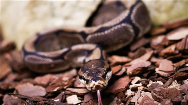 Pythons in der Unterwäsche: Schmuggler in Bangkok gefasst Königspythons (Python regius) sind eine geschützte Art. (Archivbild)