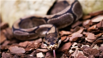 Königspythons (Python regius) sind eine geschützte Art. (Archivbild)