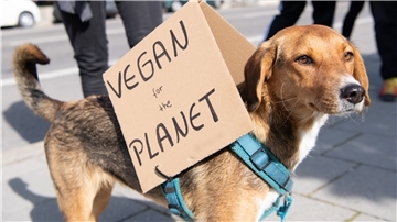 Können Hunde auch ohne fleischhaltige Nahrung auskommen?