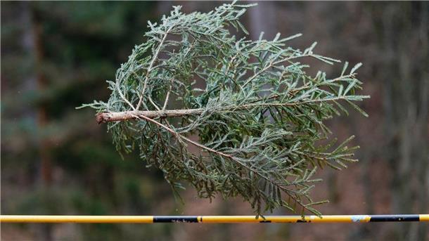 Wer wirft den Weihnachtsbaum am weitesten? Könnten Sie einen Weihnachtsbaum mehr als sieben Meter weit werfen? Falls ja: Ab ins rheinland-pfälzische Weidenthal! Dort trifft sich alljährliche die Elite dieses - sagen wir - Sports.