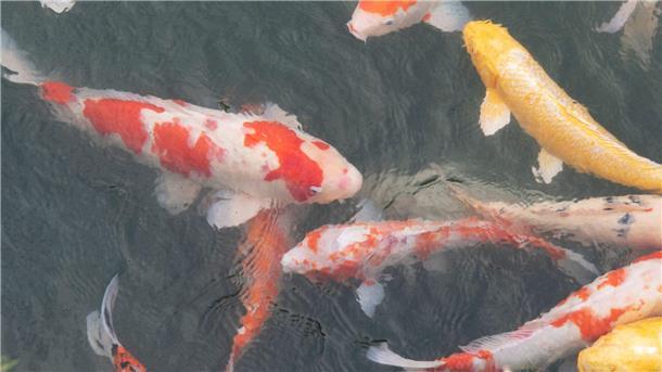Koi-Karpfen schwimmen in einem Gewässer in einem Park.