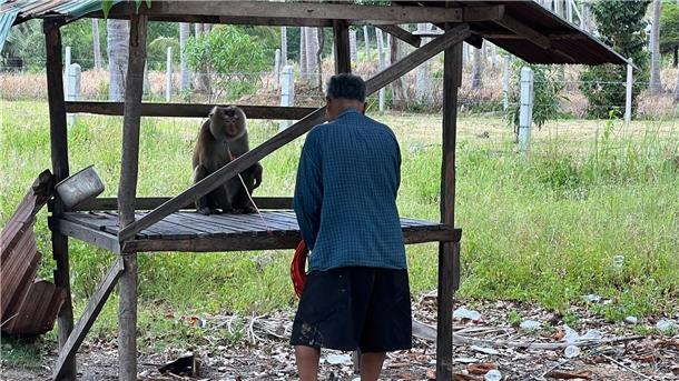Ein Leben an der Kette: Affen als Kokospflücker in Thailand Kokosfarmer Dam kettet seinen Affen Nin an einem Unterschlupf an. Für ihre Aufgabe werden die intelligenten Tiere hart gedrillt - und leben fortan ständig angekettet.