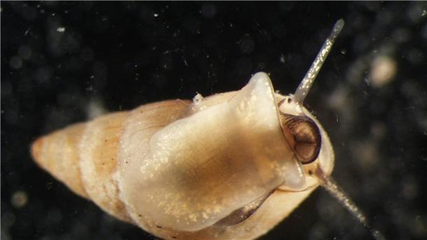 Kommt der Studie zufolge weniger im Wattenmeer vor: die Gemeine Wattschnecke (Peringia ulvae).