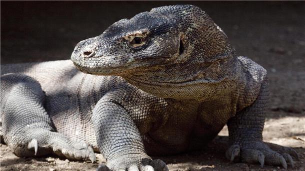Kleine Riesen schlüpfen Komodowarane gelten als bedroht.