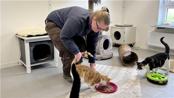 Eine Frau mit blonden langen Haaren im Pferdeschwanz füttert Katzen.