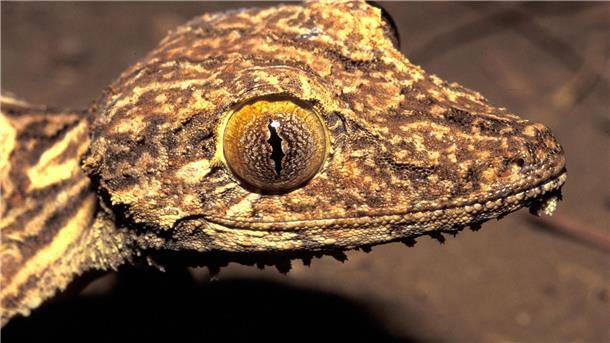 Kopfportrait des vor 23 Jahren entdeckten Blattschwanzgeckos aus Madagaskar.