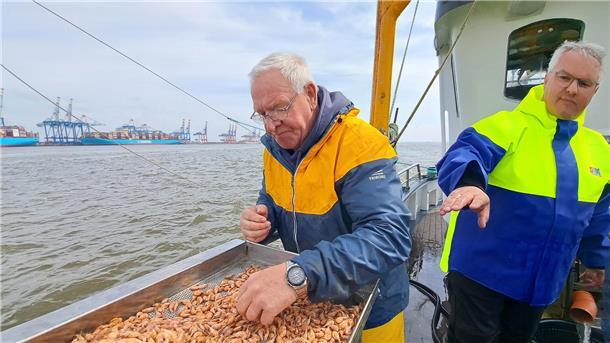 Krabbenfischer Rolf Müller (l.) und Reeder René Schmidt sortieren kleine Steine aus den gefangenen Krabben.