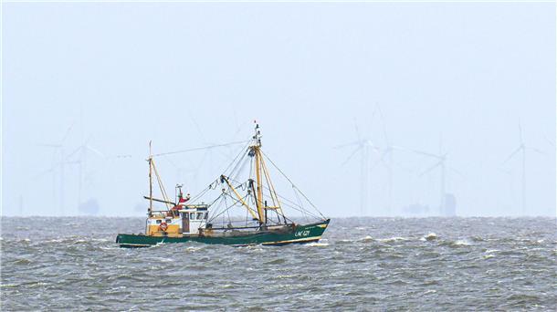 EU-Gericht nickt Fangverbote in der Nordsee ab Krabbenfischer verlieren vor Gericht (Foto-aktuell).