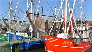 Krabbenkutter im Fedderwardersieler Hafen - sie prägen das Bild an der Nordseeküste und sind wichtig für den Tourismus.