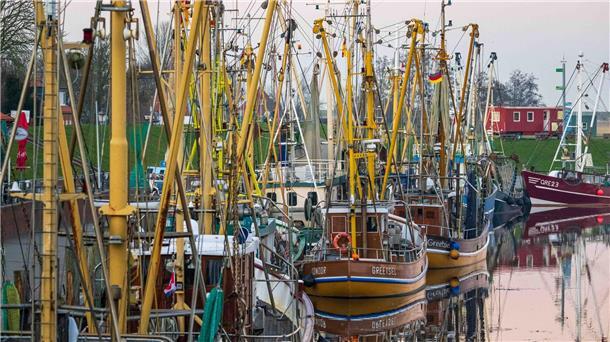 Weniger Fisch: Wie geht es weiter für die Küstenfischer? Krabbenkutter liegen in einem Hafen.
