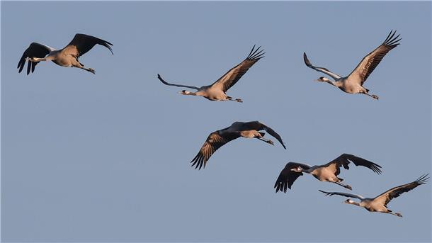 Viele Zugvögel bleiben lieber Kraniche brechen im Winter zu einer langen Reise in den Süden auf - eigentlich.
