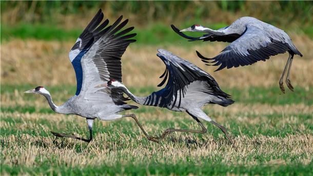 Kraniche starten ihren Flug.