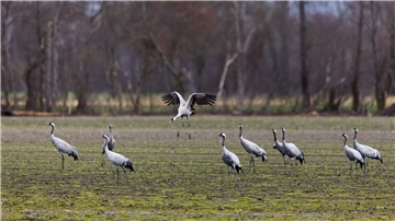 Kraniche stehen auf einem Feld.