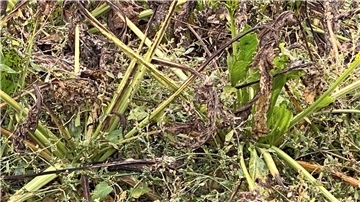 Kranke Zuckerrüben stehen auf einem Feld in Rheinhessen.