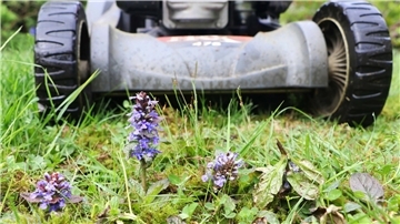 Kriechender Günsel wirkt auf den ersten Blick wie Unkraut, kann aber durchaus eine Bereicherung für den Garten sein, denn Insekten fliegen geradezu darauf