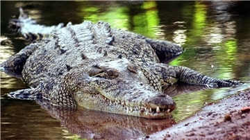 Krokodile sind keine Romantiker? Eine Studie der australischen University of the Sunshine Coast, die sich mit den Ausdrucksweisen und der „Sprache der Liebe“ der Reptilien befasst, räumt mit Vorurteilen auf.