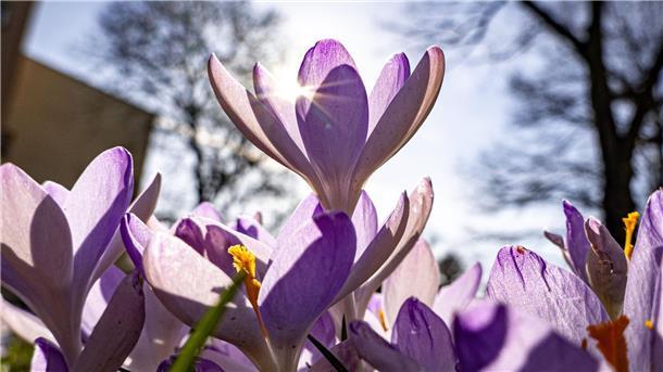 Krokusse blühen auf dem Grünstreifen einer Straße vor dem blauen Himmel, während die Bäume im Hintergrund noch kahl sind.