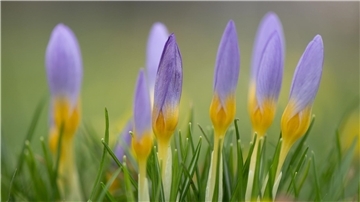 Krokusse blühen auf einer Wiese am Neustädter Markt in Dresden.
