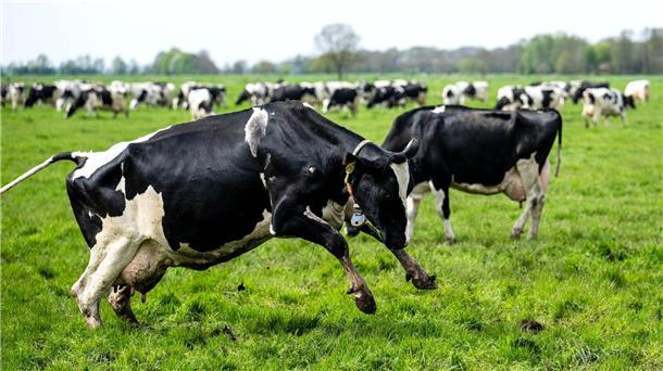 Kritik an Einzelhandelsplänen: Sorge um Weidetierhaltung Kühe beim Viehaustrieb.