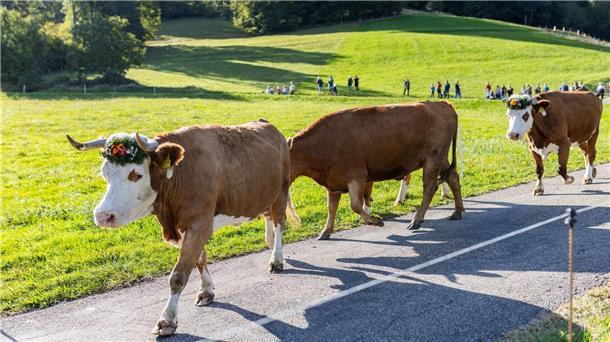 Schwarzwaldgemeinde feiert Rückkehr von Weidetieren Kühe gehen während des Weideabtriebs zu einem Verladeplatz an der Talsohle.