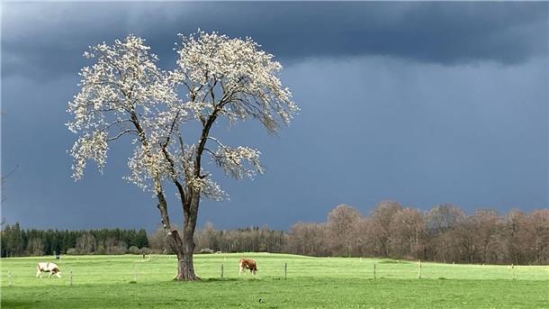 Kühe grasen nach einem Regenguss auf einer Weide in Bayern.
