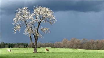 Kühe grasen nach einem Regenguss auf einer Weide in Bayern.