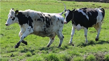 Kühe im Galopp gibt es am Ostersonnabend wieder auf dem Hof Holthusen zu sehen, wenn die Tiere raus aus dem Stall und rauf auf die Weide dürfen.