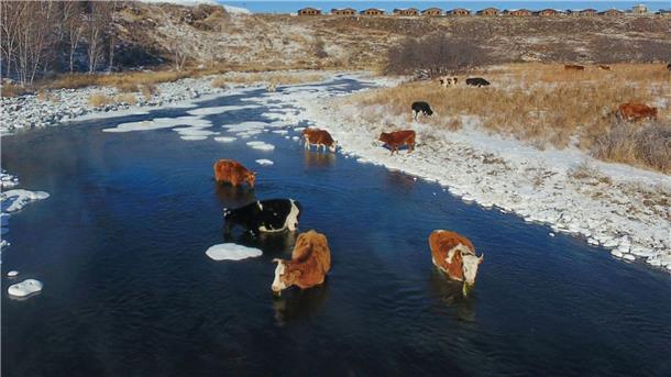 Zu viel Antibiotika in Gewässern Chinas und weiterer Länder Kühe trinken Wasser aus dem Halha Fluss im Norden von China.