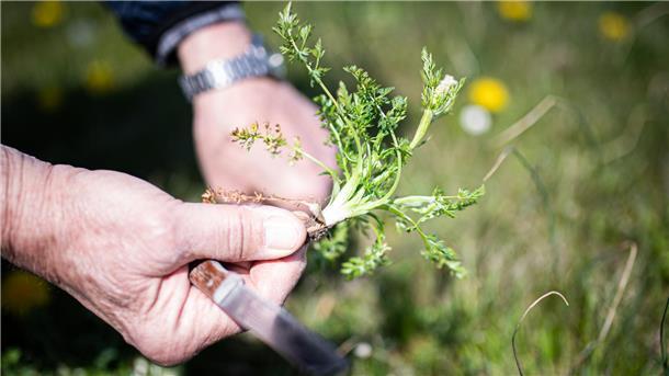 Kohlgeheimnis: Warum zwei Berlinerinnen an der Nordseeküste Wiesenkümmel suchen Kümmelkohl Wurster Nordseeküste