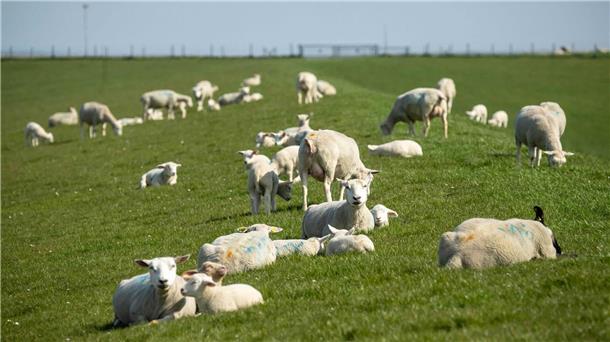 Künftig sollen Tierhalter mit einer Kopfprämie für Schafe beim Herdenschutz unterstützt werden. (Archivbild) 