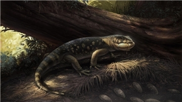 Künstlerische Illustration des neu benannten Bolg amondol, der beim Plündern eines Nestes dargestellt ist.So stellt sich ein Künstler die Echse vor nachdem Forschende Überreste genau untersucht haben.