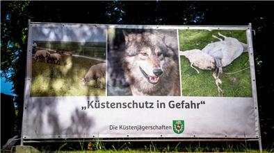 Umgang mit Wölfen: Jäger sehen „dringenden Handlungsbedarf“ „Küstenschutz in Gefahr“ steht auf einem Plakat, das einen Wolf und ein gerissenes Schaf zeigt.