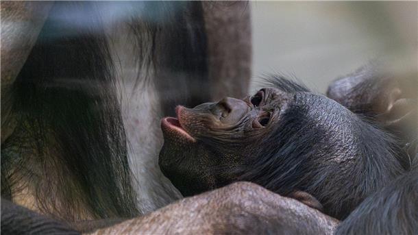 Nachwuchs bei den Bonobos in Stuttgart Kurz vor Weihnachten kam das Bonobo-Baby, das noch keinen Namen trägt, zur Welt.