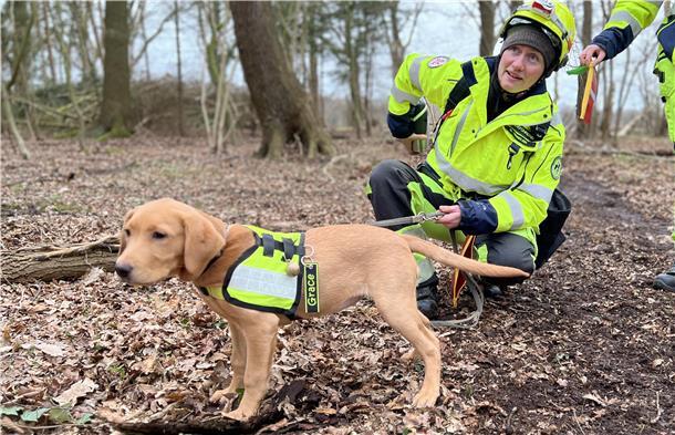Ein Labradorwelpe im Vordergrund, im Hintergrund seine Hundeführerin in Einsatzkleidung.