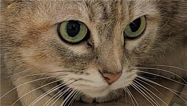 Katze Laila