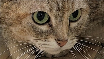 Katze Laila